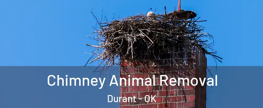  Chimney Animal Removal Durant - OK